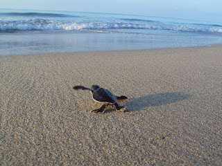 baby sea turtle, tortuga marina chiquito 아기 바다 거북