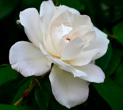 Climbing Iceberg Rose