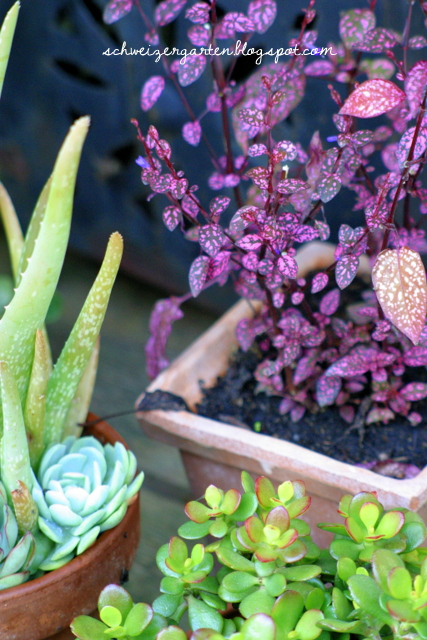 Meine Bucherwelt Sag Nie Ihren Namen