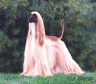 Hound+dog+breeds+pictures