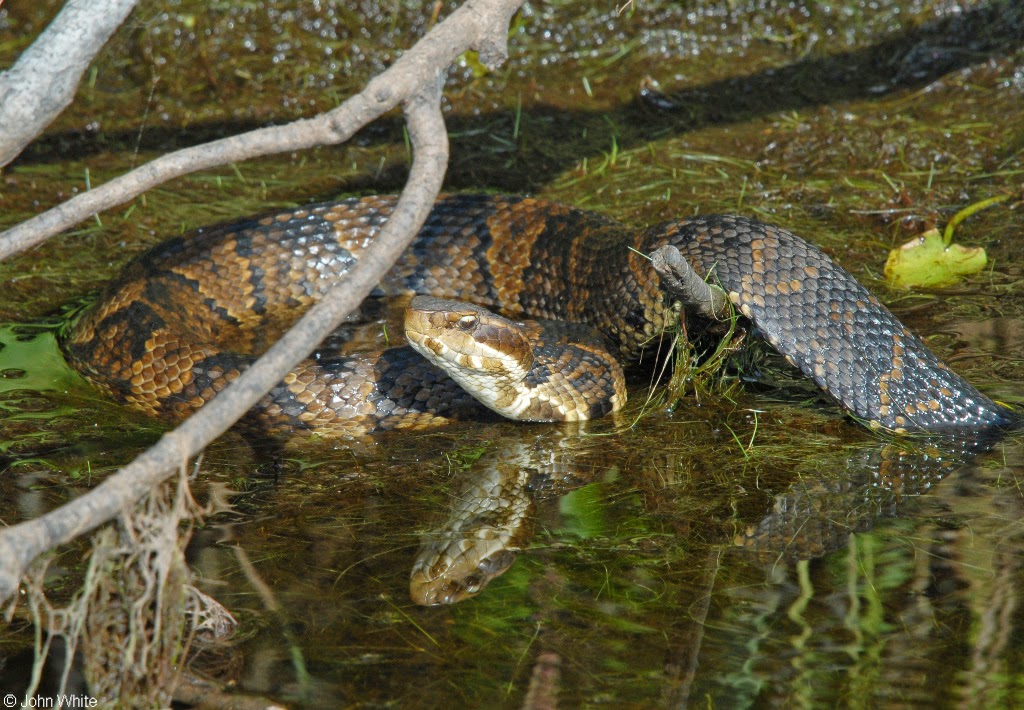 Animals of the world cottonmouth