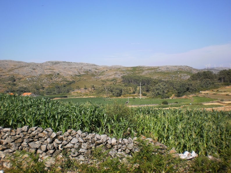 Cultivo do Milho em Gestoso