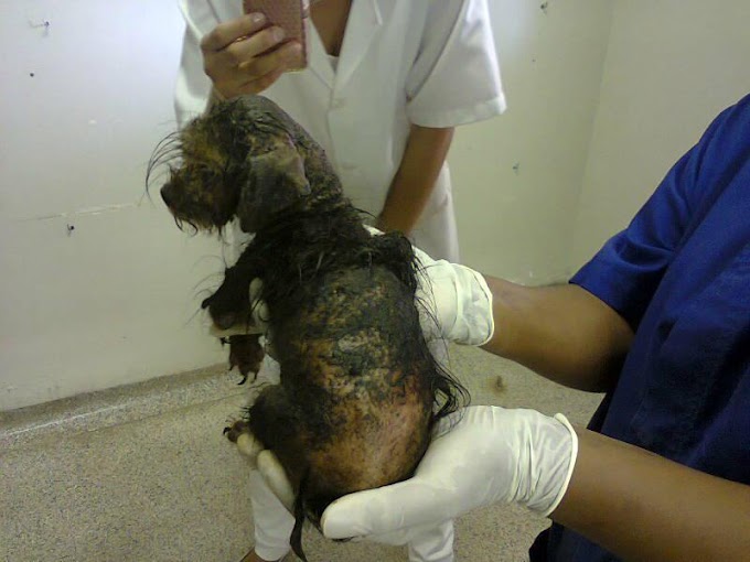 Dono de pet shop é preso por maus-tratos de animais em Uberaba