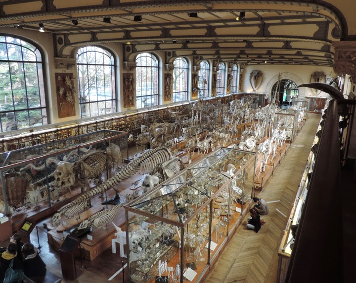 Sandy Scott Art 603 Paris comparative anatomy museum at the Jardin