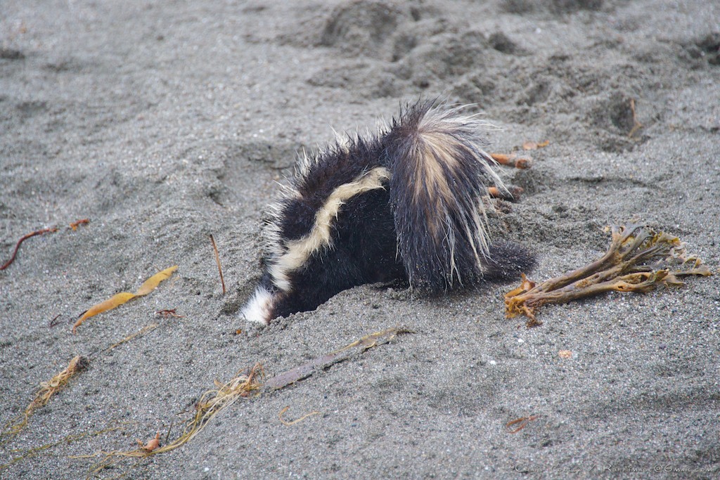 Skunk Digging