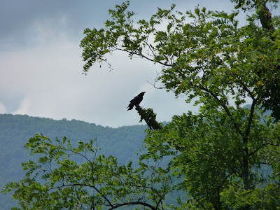 crow