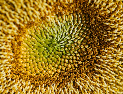 Sunflower Texture Sunflower Texture