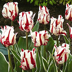 Lavender Garden Cottage: September 2011