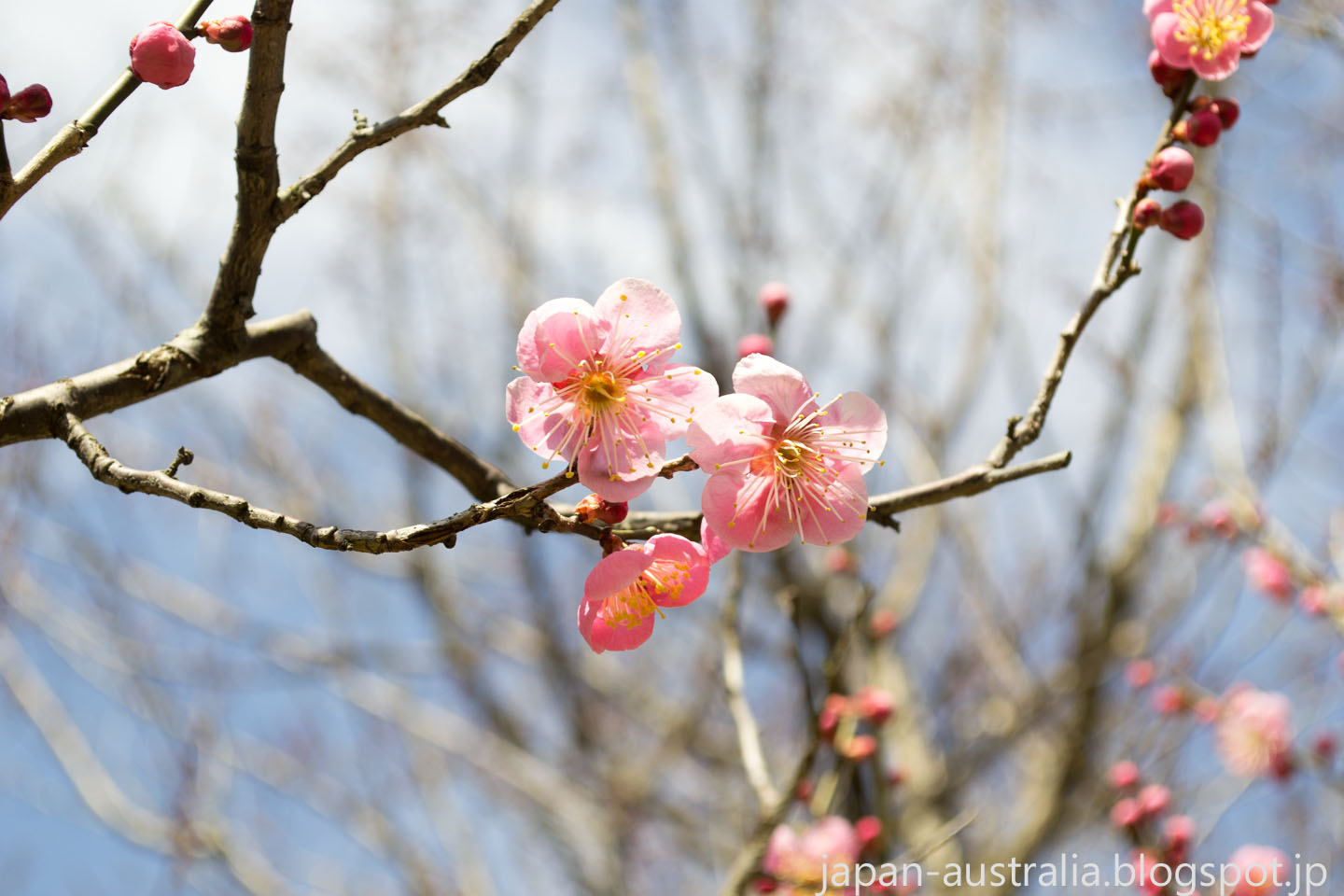 Japan Australia Plum Blossoms at Bairin Koen