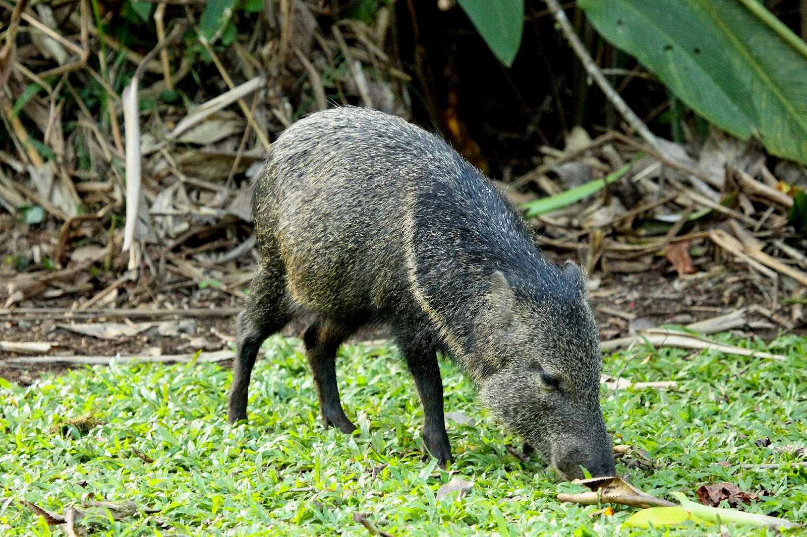 Chris Lansdell's Birding & Nature Diary A bit of monkey business from