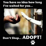 Please adopt, spay and neuter