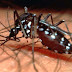 The Pandemic fever!