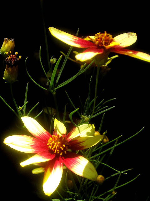 Tropical Texana: IMAGINE IF EVERY HOME CAME WITH A 500 GALLON AQUARIUM