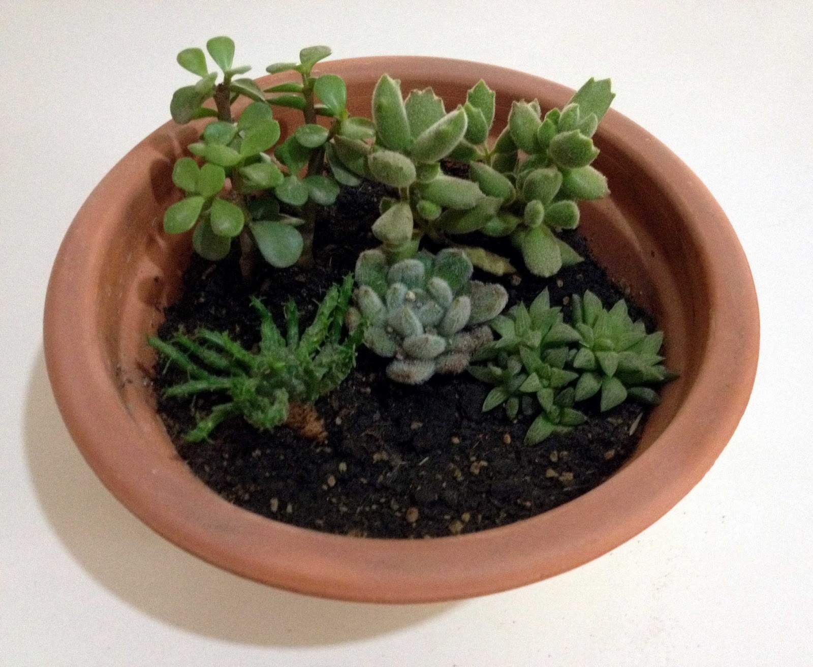 Should You Mulch Succulents In Containers? Green Patches