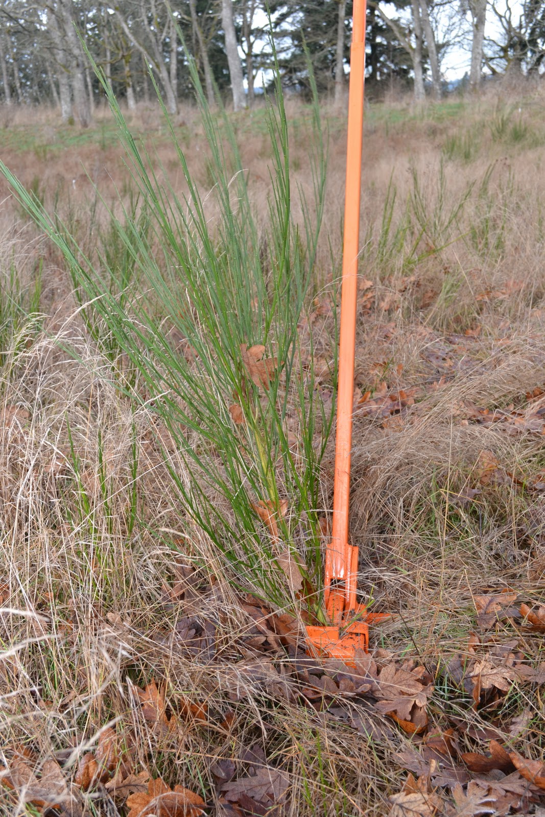Photography How to get rid of Scotch Broom (Cytisus scoparius).