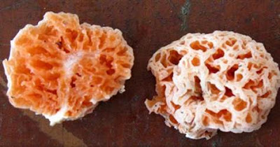 「海綿寶寶」蘑菇 Spongiforma squarepantsii