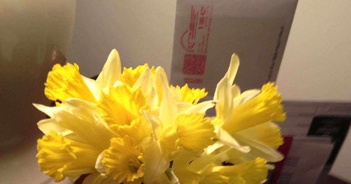 Halcyon Days Daffodils in January