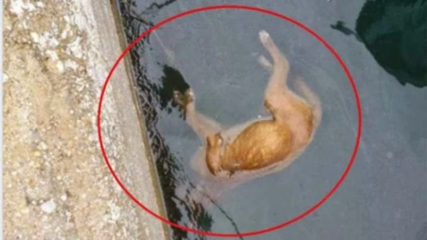 Έδεσαν και έπνιξαν σκύλο στη θάλασσα! Σοκάρει ο βασανισμός του ζώου (ΦΩΤΟ)