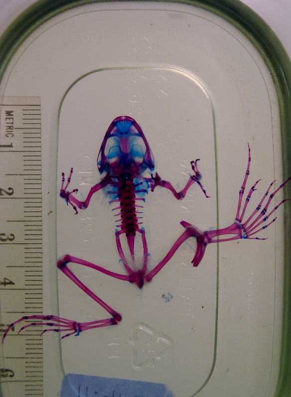 Frog Malformations