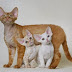 Cornish Rex Litter Size and Life Expectancy
