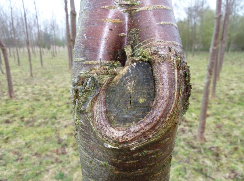 remove branches remove branches