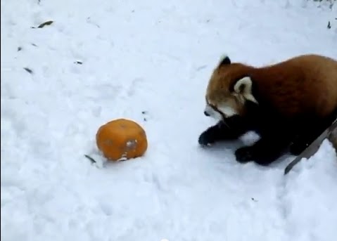White Wolf : Adorable Red Panda plays with pumpkin amid much fanfare