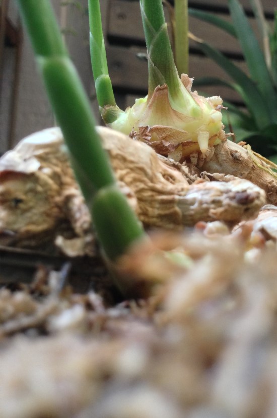 The Rainforest Garden Growing Ginger Roots from the