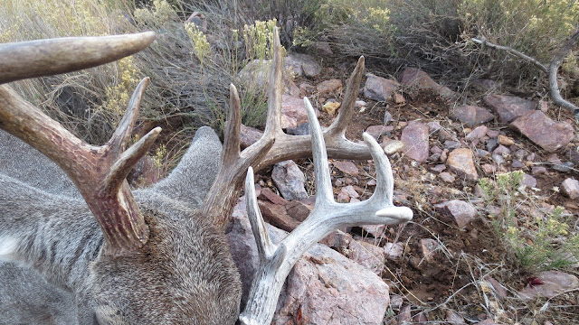 Arizona+December+Coues+Deer+hunt+with+Colburn+and+Scott+Outfitters+13.JPG