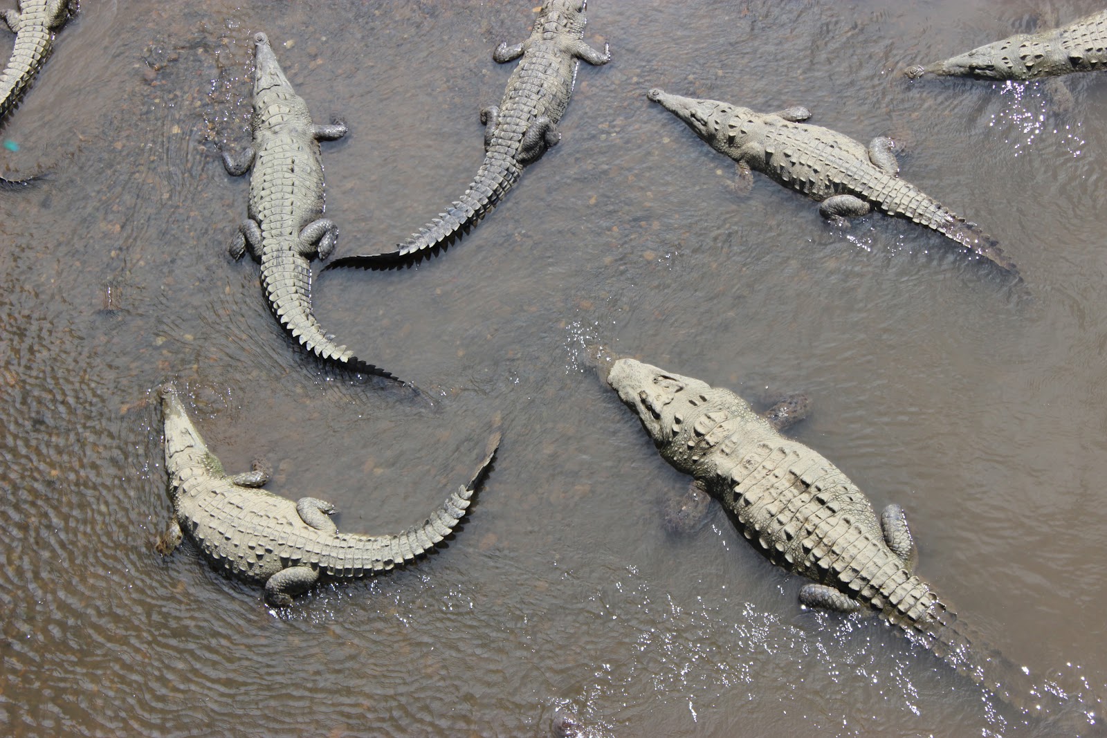 gator bridge