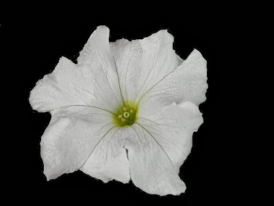 WHITE FLOWER 