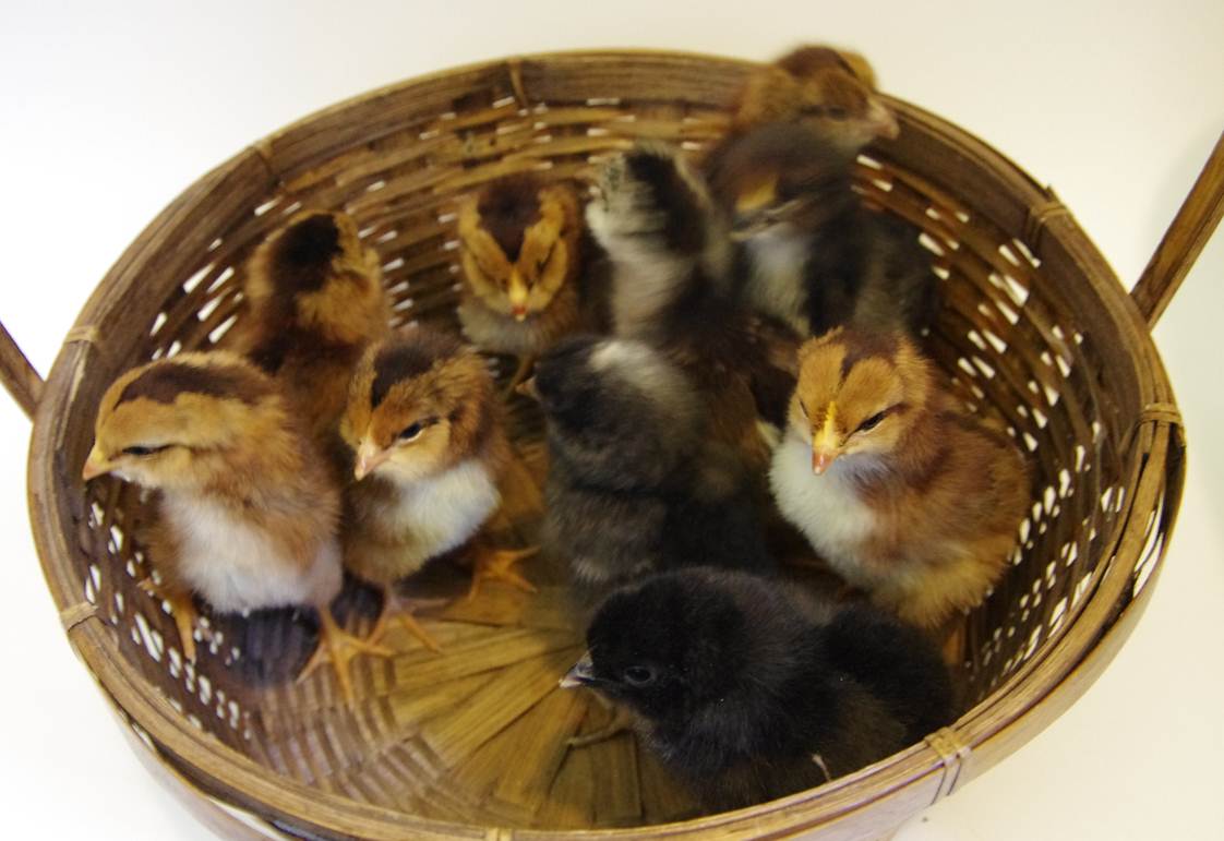 How to Sell Hatching Eggs Community Chickens