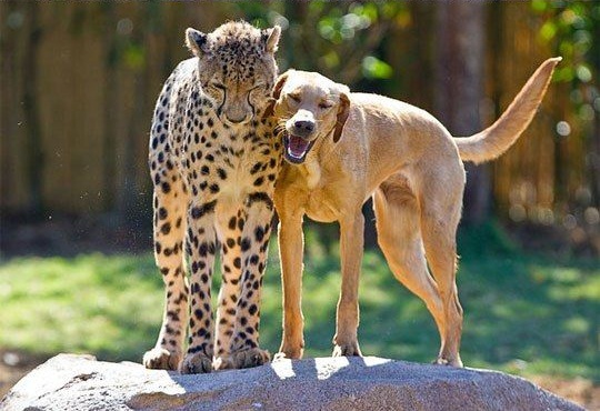 A dog and cheetah growing up together, animal friends, interspecies friends, cute animals