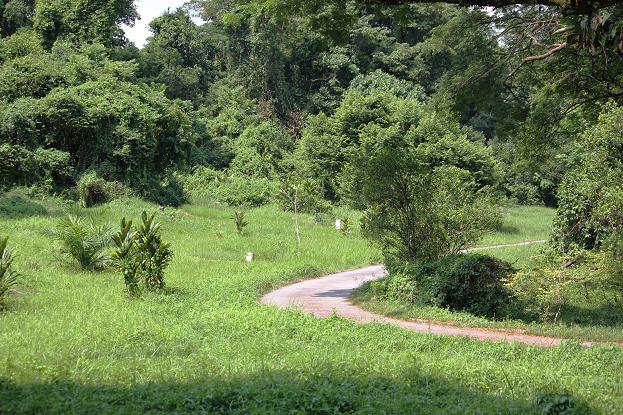 bukit brown