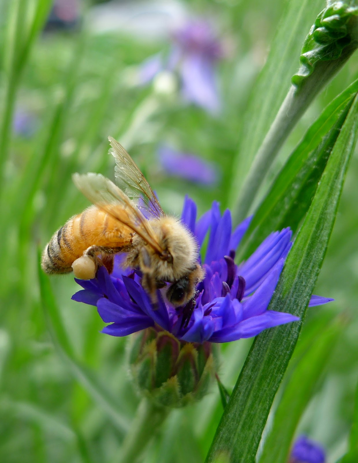 Honey Bee on Batchelor's Button, pollinators, Urban Farming