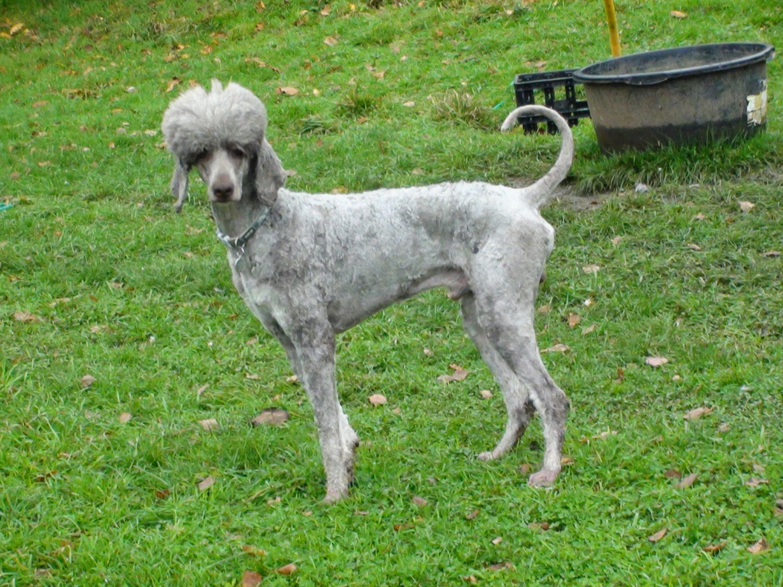 Are Poodles Low Maintenance