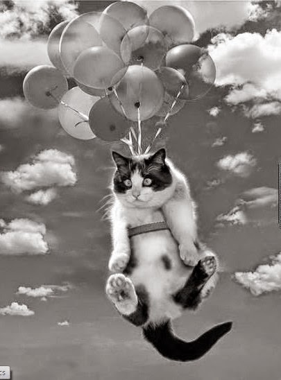 Balloon cat