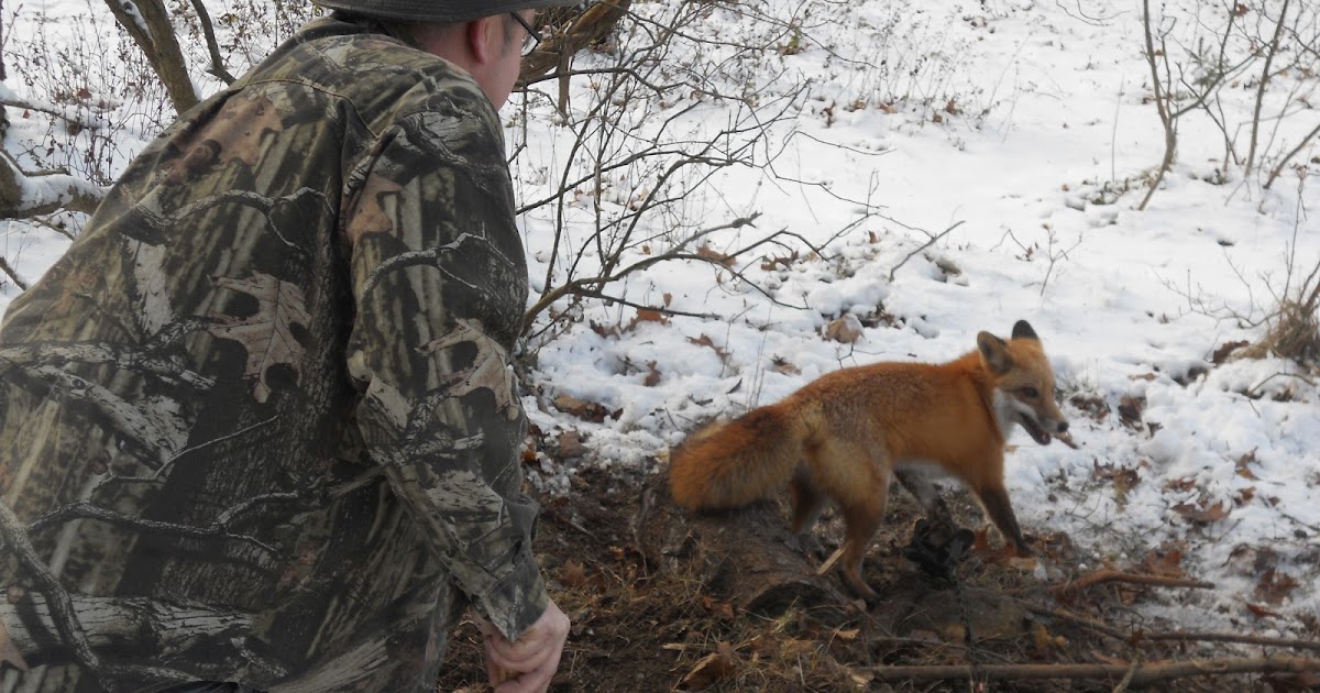 PA Spring Bait & Lures A great day Fox Trapping