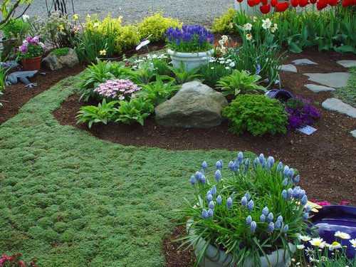 creeping thyme ground cover landscape creeping thyme ground cover landscape