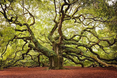 Τα ομορφότερα δέντρα του κόσμου