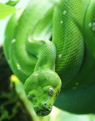 Green Tree Python Green Tree Python