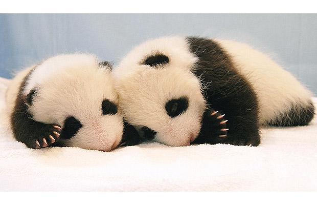 panda cubs playing