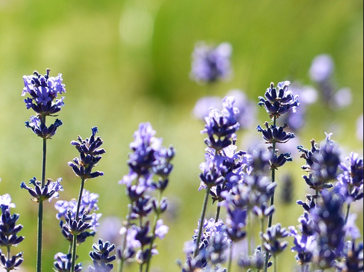 lavanda lavanda plantas aromáticas