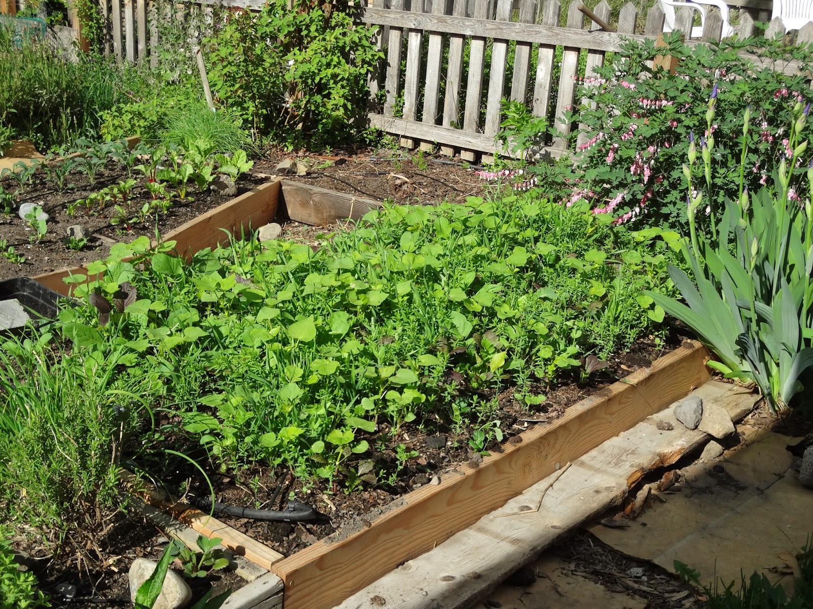 Life in Old Spokane Raised Bed Cover Crop