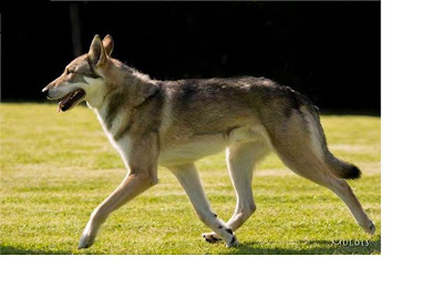 Canens Africae chiens loups de Saarloos