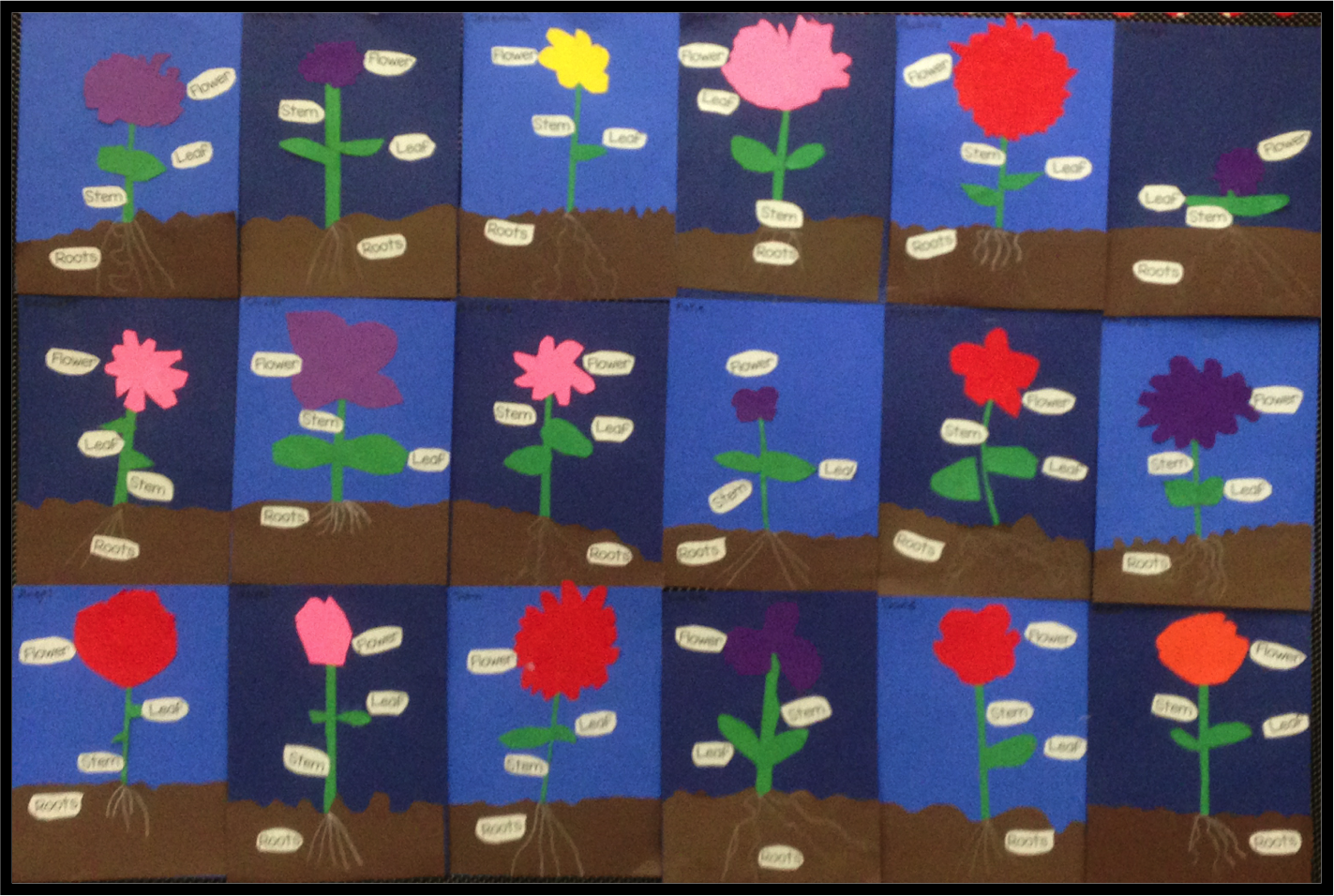 Time 4 Kindergarten All About Plants