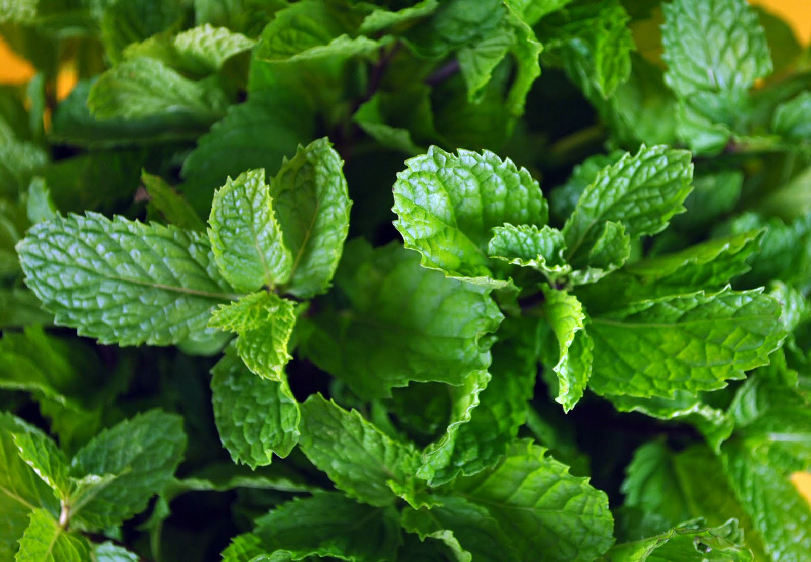How to Make Your Own Mint Extract Bake Happy