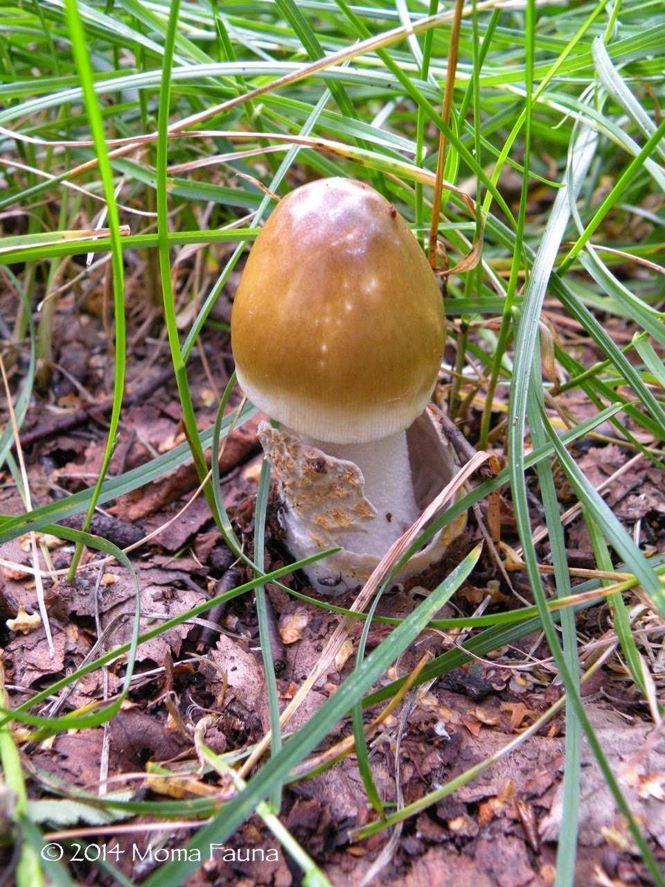 Grisette hatchling. (Amanita pachycolea) Grisette hatchling. (Amanita pachycolea)