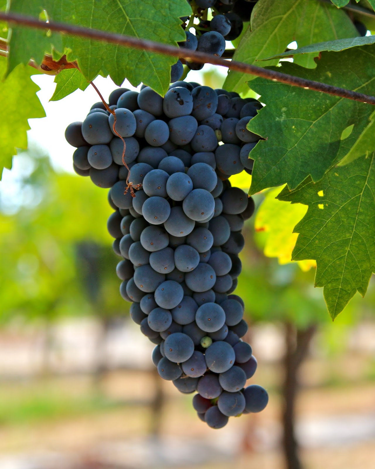 Wine St: Primitivo vs. Zinfandel