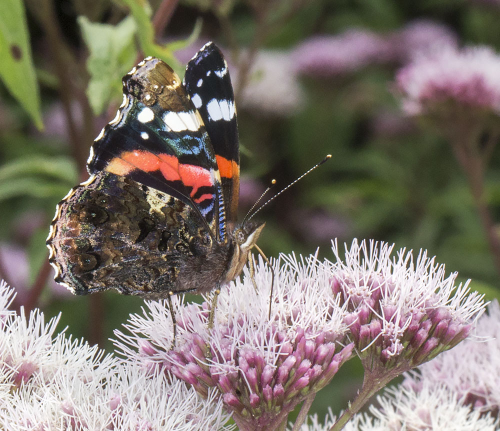 Red Admiral, Vanessa atalanta. Nymphalidae. High Elms Country Park, 4 August 2014. Red Admiral, Vanessa atalanta. Nymphalidae. High Elms Country Park, 4 August 2014.