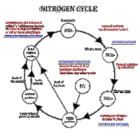 Cycling in a Toque: BIKES: Episode #5 (Caribbean Biology) cycle nitrogen cycle diagram to label 
